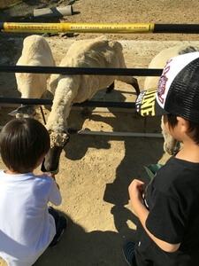 堺・緑のミュージアムハーベストの丘では、柵があるので子供も安心して餌やりがができます。