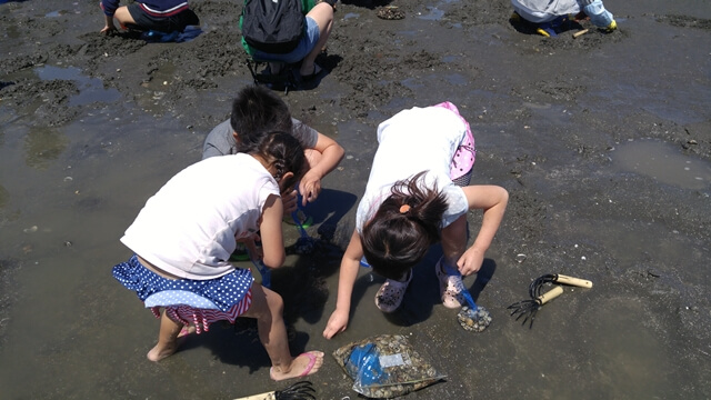ふなばし三番瀬海浜公園の潮干狩りは子どもたちも大喜びであさりを取ります。
