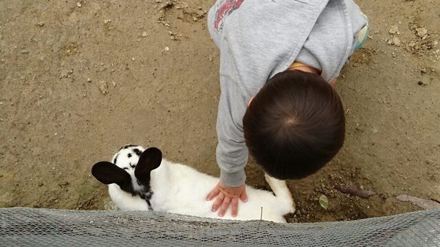 ハーベストの丘では動物に餌やりができます。柵もあるので安心して餌やりができます。