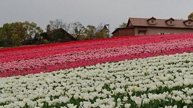 ハーベストの丘の花畑は綺麗ですよ。