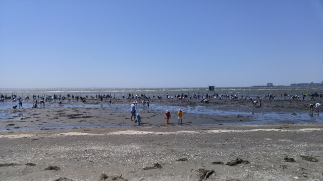 ふなばし三番瀬海浜公園へ潮干狩りに行ってきました。