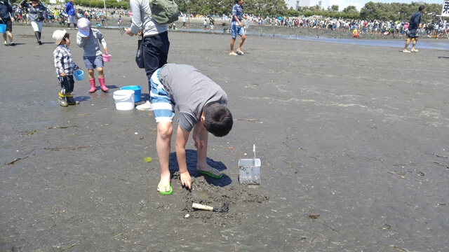 ふなばし三番瀬海浜公園の潮干狩りでは、やどかりなどの小さな生き物もたくさん見つかります。