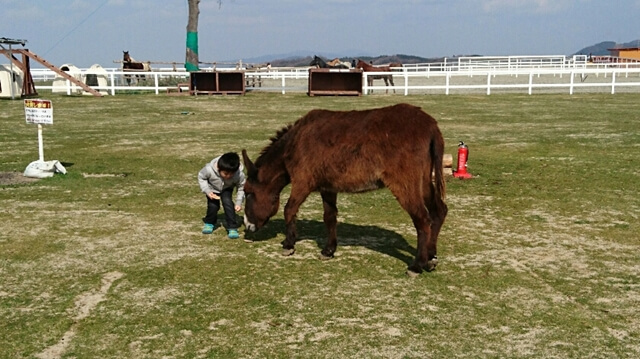 ふれあい牧場では子供も動物たちと楽しく遊ぶことができます。