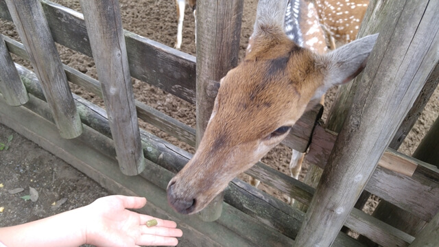 東武動物公園のふれあいコーナー