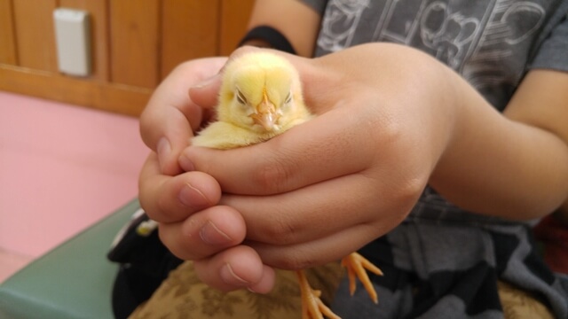 東武動物公園のひよこ